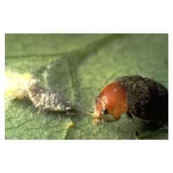 Coccinelle Cryptolæmus Montrouzieri, 25 Adultes Anti-cochenilles 9 Coccinelle Cryptolæmus Montrouzieri, 25 Adultes Anti-cochenilles -Jardin Plantes Magasin 314244 001