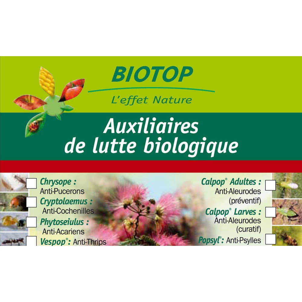 Coccinelle Cryptolæmus Montrouzieri, 25 Adultes Anti-cochenilles 1 Coccinelle Cryptolæmus Montrouzieri, 25 Adultes Anti-cochenilles