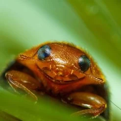 Coccinelle Cryptolæmus Montrouzieri, 25 Adultes Anti-cochenilles 7 Coccinelle Cryptolæmus Montrouzieri, 25 Adultes Anti-cochenilles -Jardin Plantes Magasin 314244 007