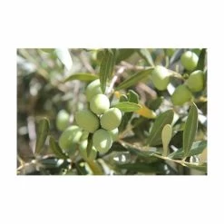 Terreau Pour Agrumes Et Plantes Méditerranéennes (lot De 3) -Jardin Plantes Magasin 635ff12dc9b545.94407620