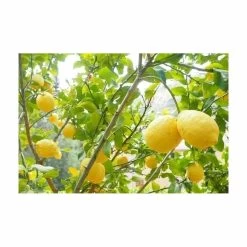 Terreau Pour Agrumes Et Plantes Méditerranéennes (lot De 3) -Jardin Plantes Magasin 635ff12dcdfb74.33452294