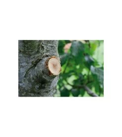 Coupe-branches à Enclume Smartcut Comfort Gardena -Jardin Plantes Magasin 641da670d3f468.10738563