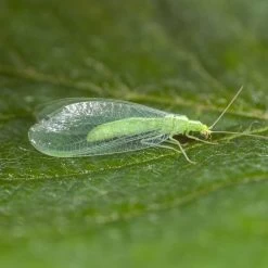 100 Larves Chrysopes Anti-pucerons, Cochenilles Et Acariens -Jardin Plantes Magasin 644c0d767616b9.39860901