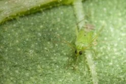 80 Larves Calpop -Jardin Plantes Magasin 644c0d7810f161.94952608