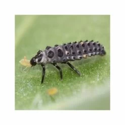 1000 Larves Coccinelles Anti-pucerons - Coccifly -Jardin Plantes Magasin 644c0d797d5ae5.31765662