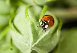 350 Larves Coccinelles Anti-pucerons - Coccifly -Jardin Plantes Magasin 644c0d7ae76409.90016316