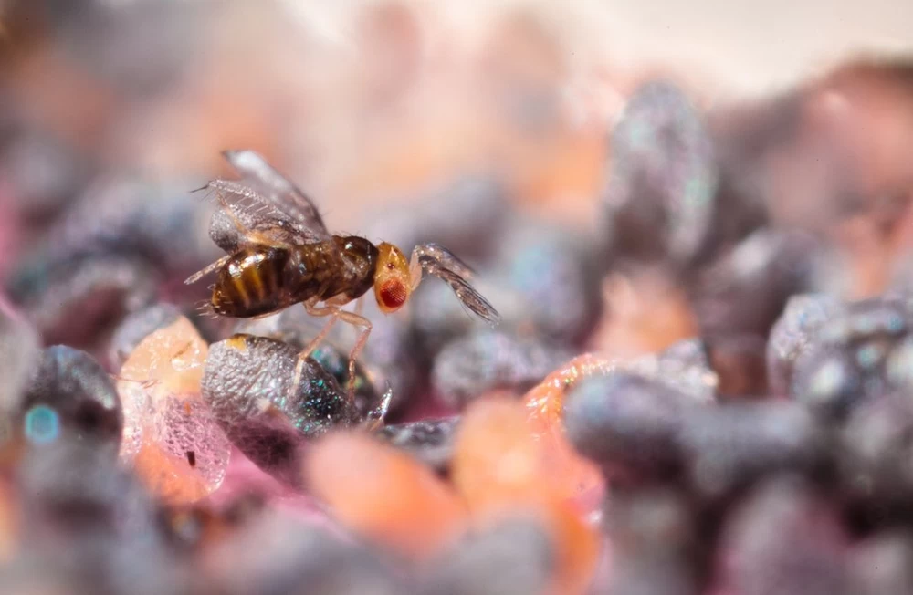Tricholine Jardins Chenilles Du Potager 3 Tricholine Jardins Chenilles Du Potager – Image 3