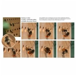 Luxus-insektenhotels Hôtel à Insectes Avec Toit En Hêtre Maja Naturel 5 Luxus-insektenhotels Hôtel à Insectes Avec Toit En Hêtre Maja Naturel -Jardin Plantes Magasin 645b9442ecc599.55075722