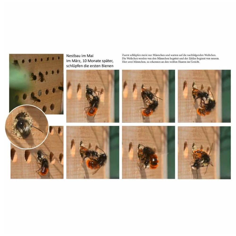 Luxus-insektenhotels Hôtel à Insectes Avec Toit En Hêtre Maja Naturel 3 Luxus-insektenhotels Hôtel à Insectes Avec Toit En Hêtre Maja Naturel – Image 3