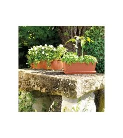 Jardiniere Day R Cotto - Coloris Terre Rouge - 50cm 6 Jardiniere Day R Cotto - Coloris Terre Rouge - 50cm -Jardin Plantes Magasin 645cf55caebad8.93526619