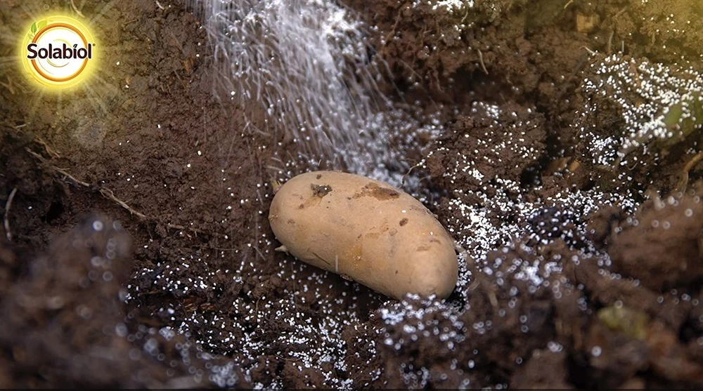 Solabiol Sorecpin | Recharge Pour Le Piège à Processionnaire Du Pin | Utilisabl 2 Solabiol Sorecpin | Recharge Pour Le Piège à Processionnaire Du Pin | Utilisabl – Image 2