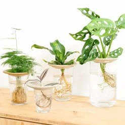 Coupelle D'hydroculture -Jardin Plantes Magasin 648761292fb1c0.55252744