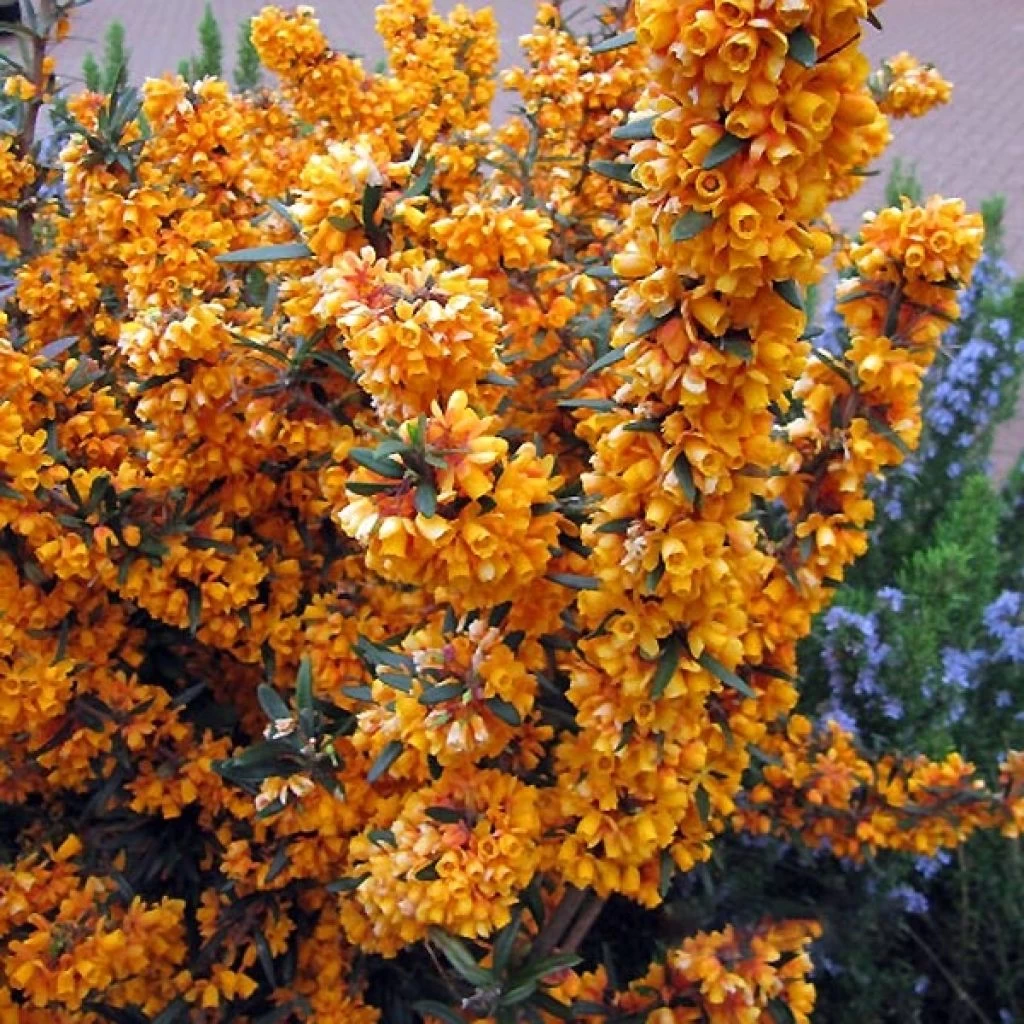 Berberis Linearifolia Orange King - Epine-vinette 1 Berberis Linearifolia Orange King - Epine-vinette