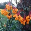 Berberis Lologensis Apricot Queen - Epine-vinette.