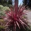 Cordyline Banksii Electric Pink