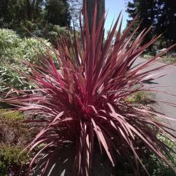Cordyline Banksii Electric Pink