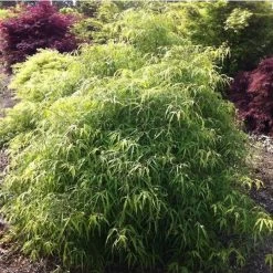 Fagus Sylvatica Mercedes - Hêtre Nain