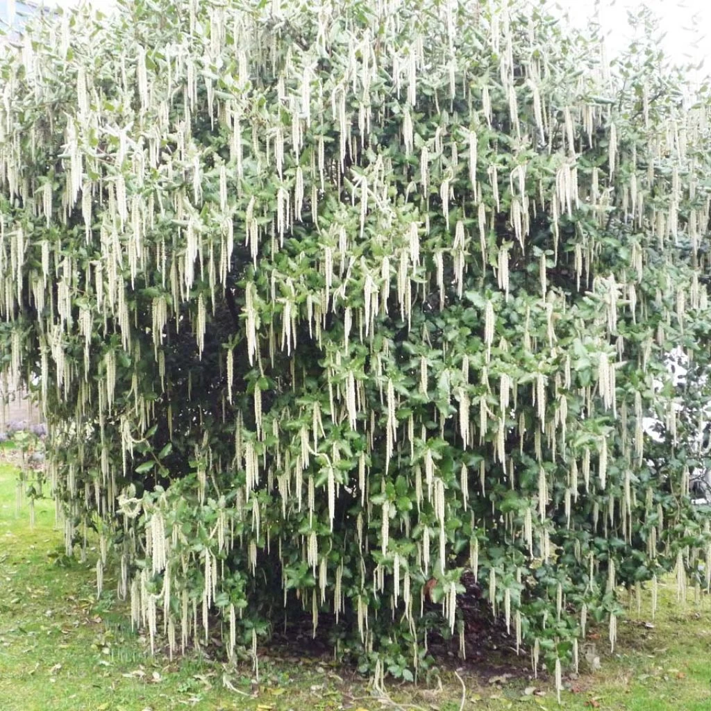 Garrya Elliptica James Roof 1 Garrya Elliptica James Roof