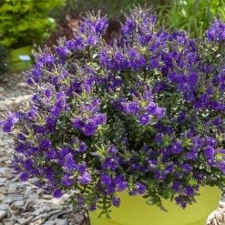 Hebe Claret Crush - Véronique Arbustive