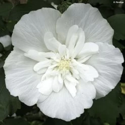 Hibiscus Syriacus White Chiffon - Althéa Blanc Double