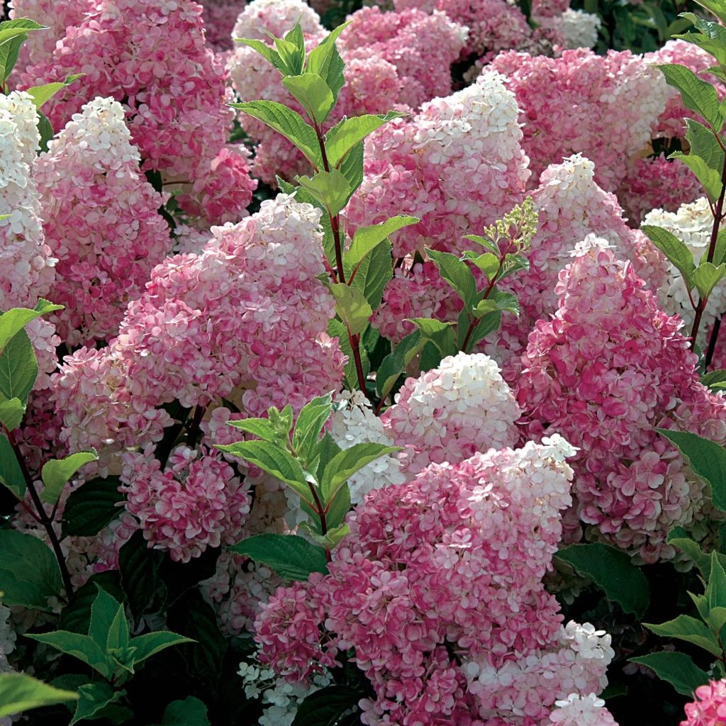 Hydrangea Paniculata Vanille Fraise - Hortensia Paniculé 1 Hydrangea Paniculata Vanille Fraise - Hortensia Paniculé