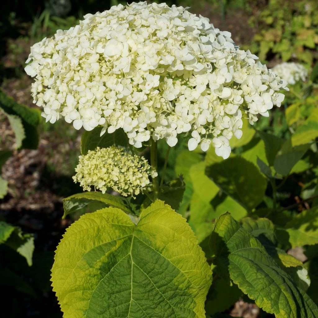 Hortensia Arborescens Golden Annabelle 1 Hortensia Arborescens Golden Annabelle