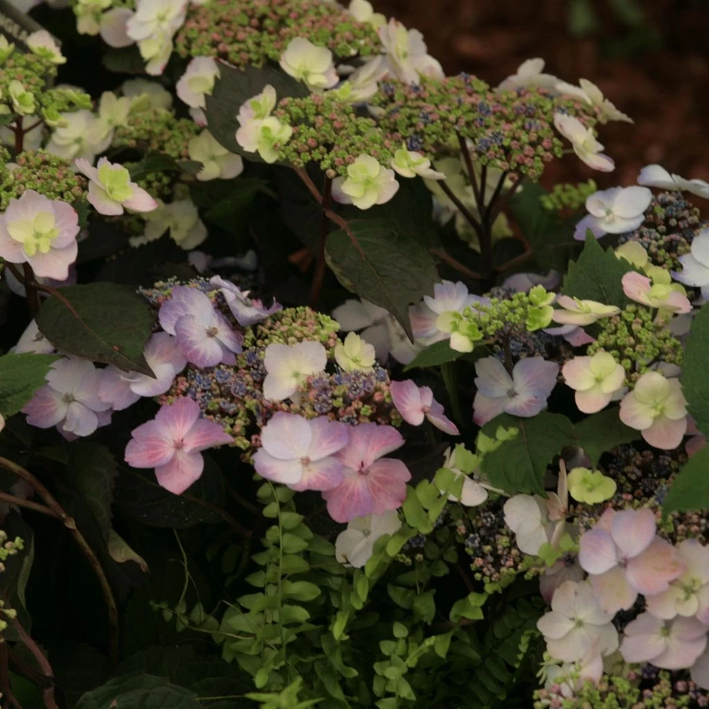 Hortensia - Hydrangea Macrophylla Blueberry Cheesecake 1 Hortensia - Hydrangea Macrophylla Blueberry Cheesecake