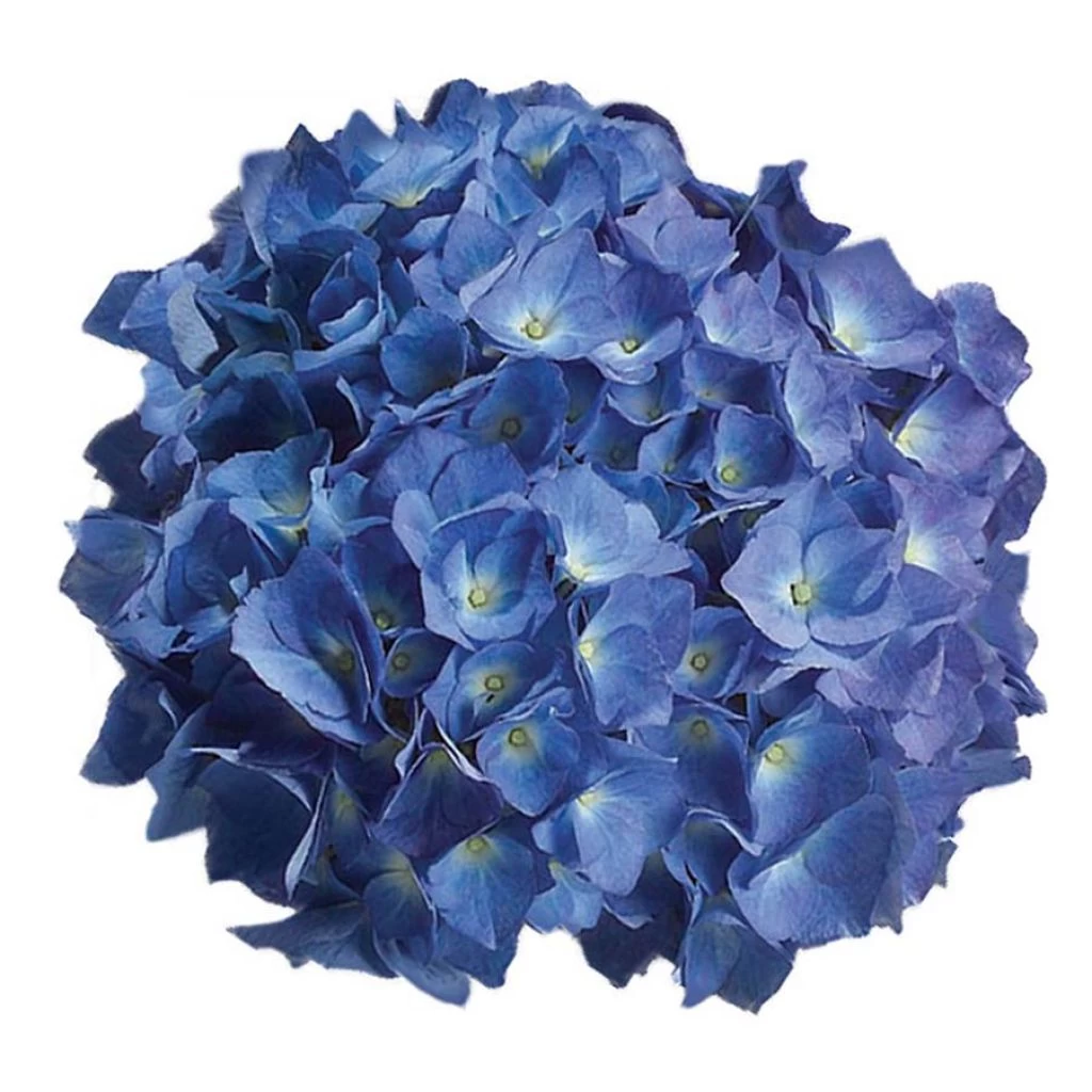 Hortensia - Hydrangea Macrophylla Renate Steiniger 1 Hortensia - Hydrangea Macrophylla Renate Steiniger