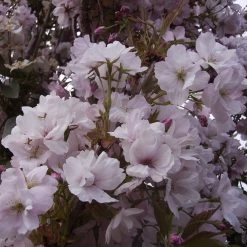 Prunus Serrulata Amanogawa