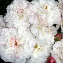 Rosier Liane Félicité Et Perpétue