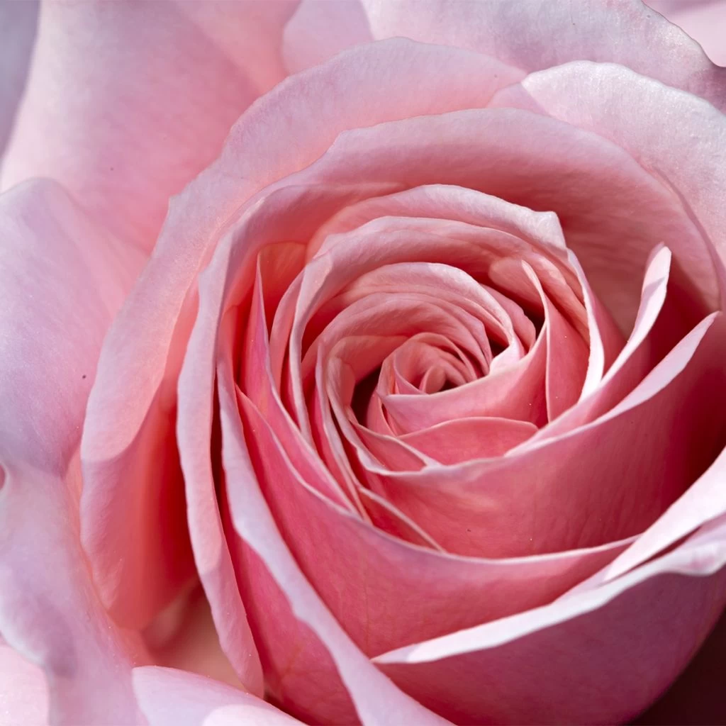 Rosier à Grandes Fleurs Pierre De Luxembourg 1 Rosier à Grandes Fleurs Pierre De Luxembourg