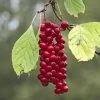 Schisandra Chinensis Sadova N°1 - Baie Aux 5 Saveurs Autofertile