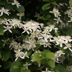 Clématite - Clematis Terniflora