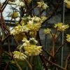 Edgeworthia Chrysantha Grandiflora - Buisson à Papier