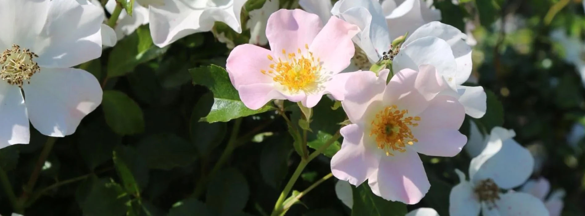 Jardin Plantes Magasin -Jardin Plantes Magasin gjgj