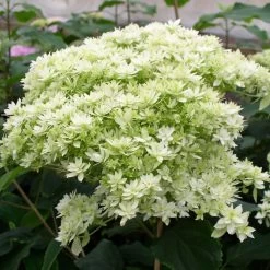 Hortensia Arborescens Hayes Starbust