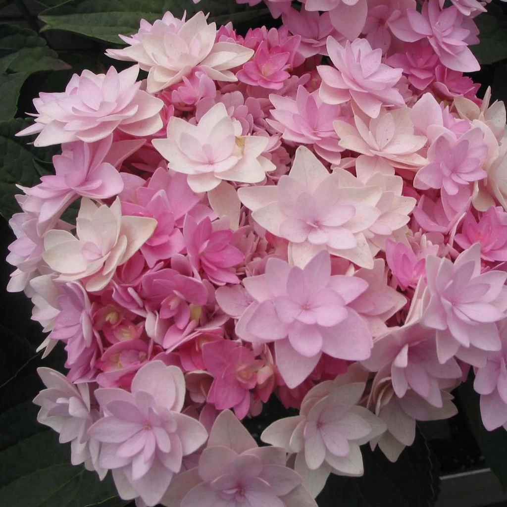 Hortensia - Hydrangea Macrophylla You And Me Romance 1 Hortensia - Hydrangea Macrophylla You And Me Romance