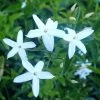 Jasmin Des Açores - Jasminum Azoricum