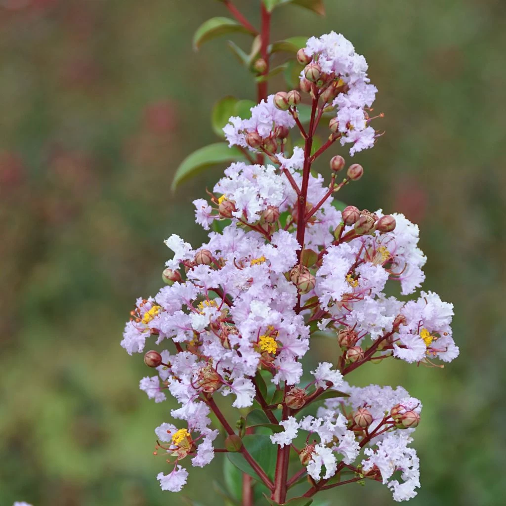 Lagerstroemia Camaïeu D'Eté - Lilas Des Indes 1 Lagerstroemia Camaïeu D'Eté - Lilas Des Indes