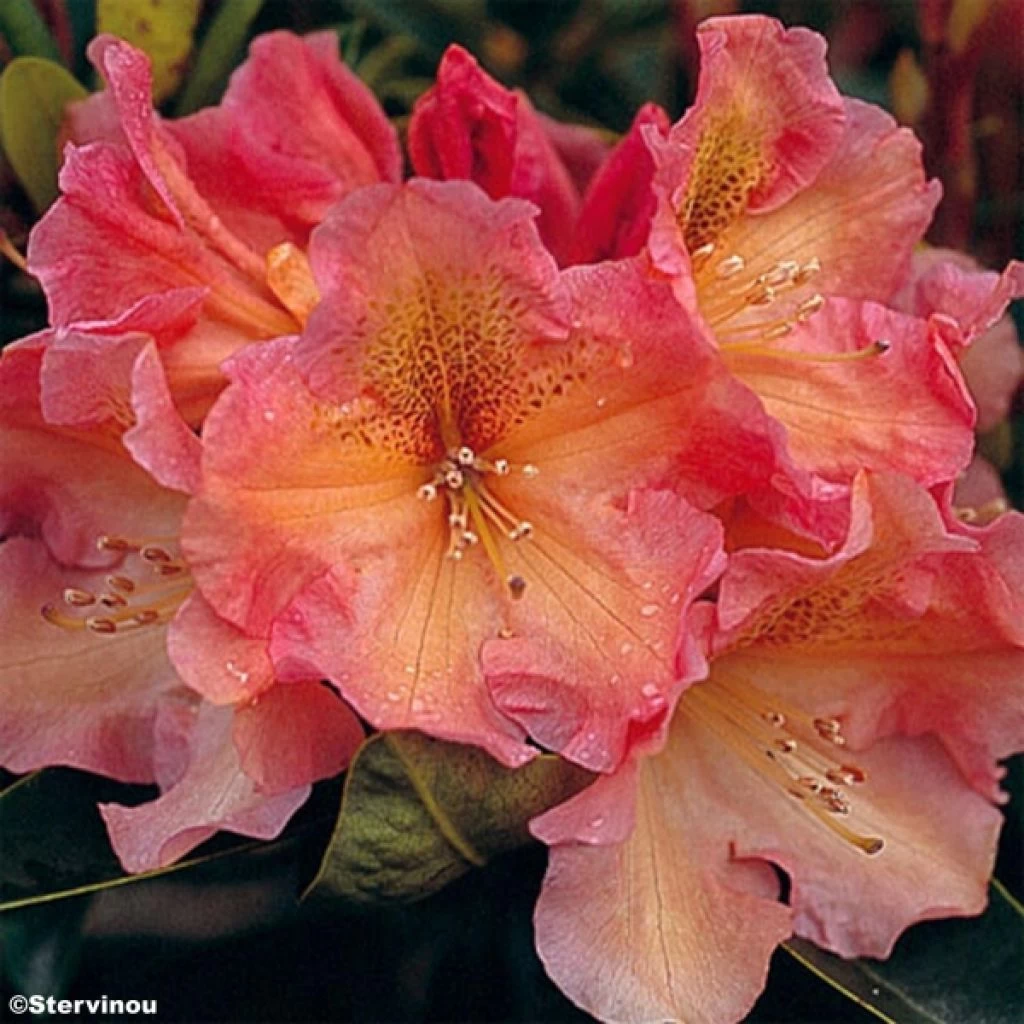 Rhododendron Olga - Grand Rhododendron 1 Rhododendron Olga - Grand Rhododendron