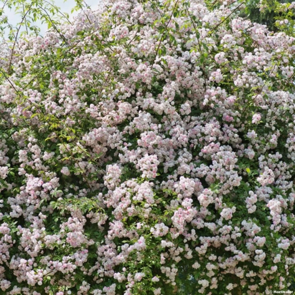 Rosier Liane Paul's Himalayan Musk 1 Rosier Liane Paul's Himalayan Musk